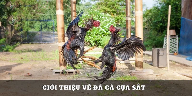 Đá gà cựa sắt là gì