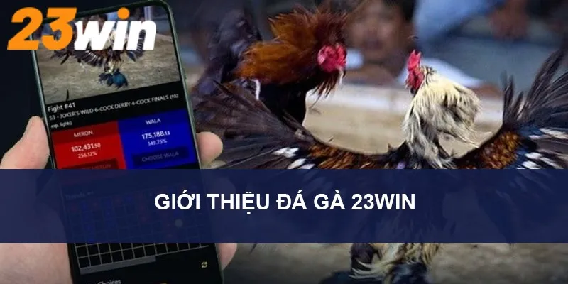 Top 3 loại hình giải trí chọi gà được yêu thích